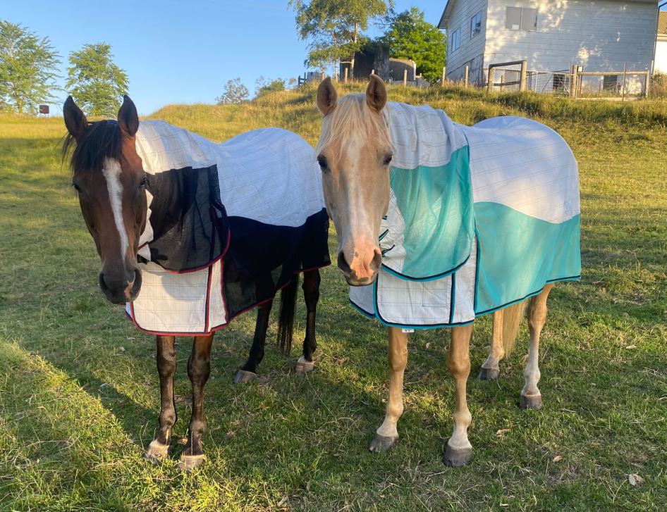 Horse supplies on sale for sale